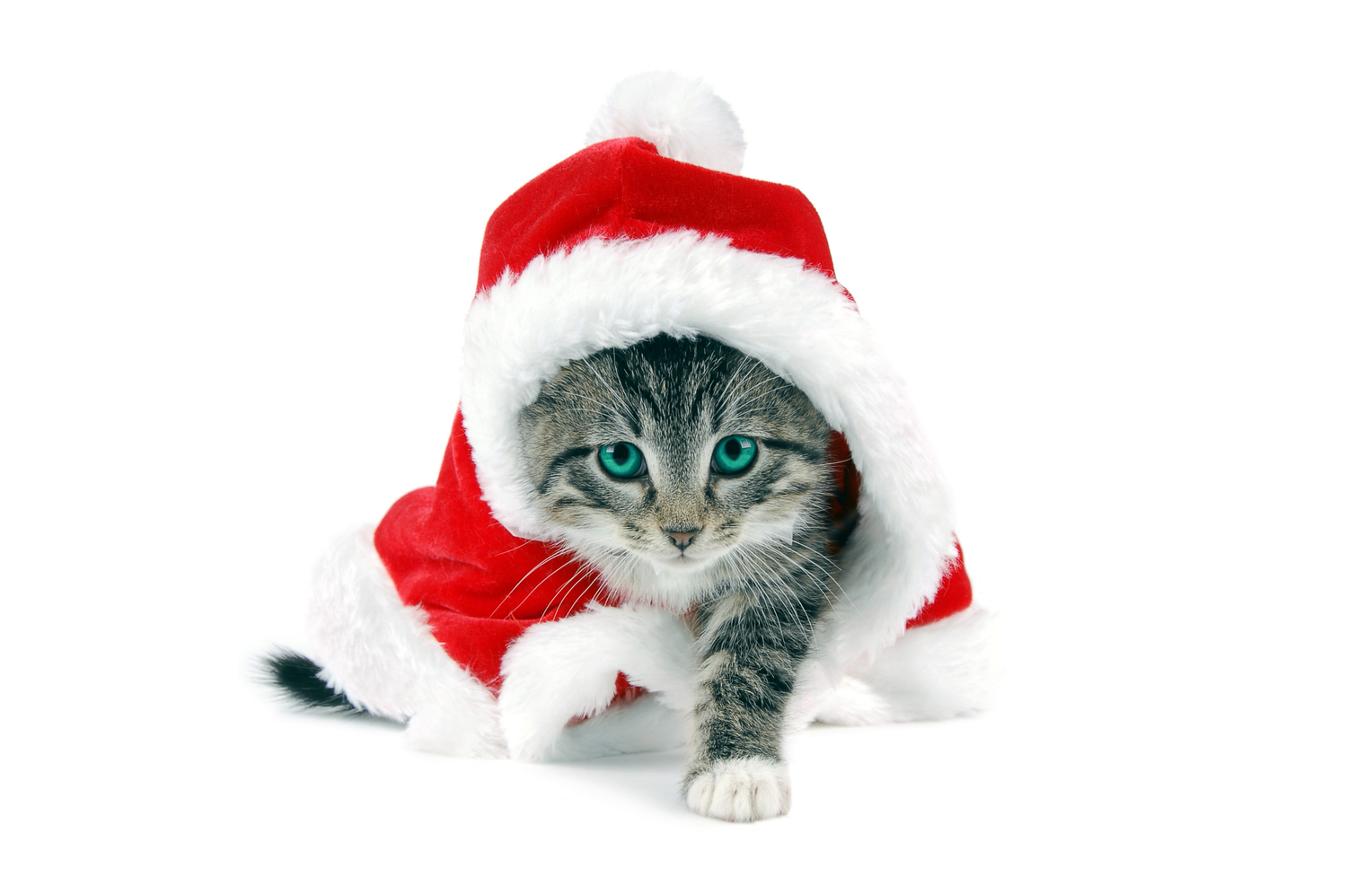 Cat Products
